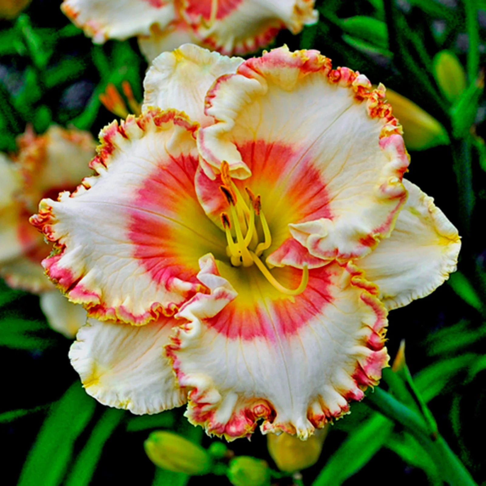 Daylily Bulbs,  Daylilies ,Wild Daylilies,Daylily Plant, Daylily Bulbs Reblooming,Flower Pots,Daylily, Daylily Bulbs For Sale