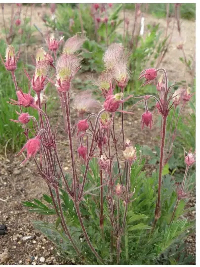 50 Perennial Prairie Smoke wildflower seeds Zone 2-9