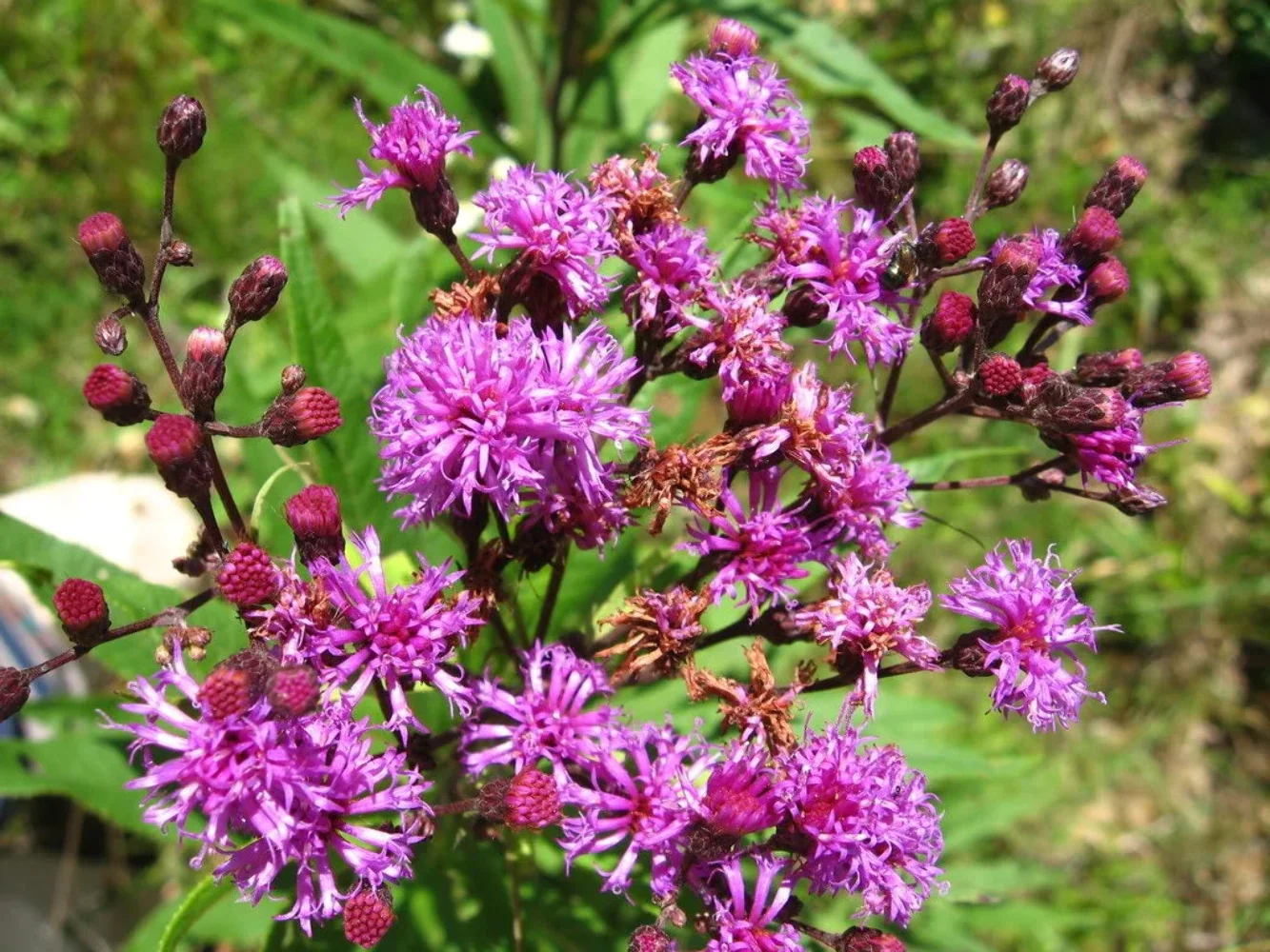 250 PURPLE IRONWEED Vernonia Fasciculata Flower Seeds