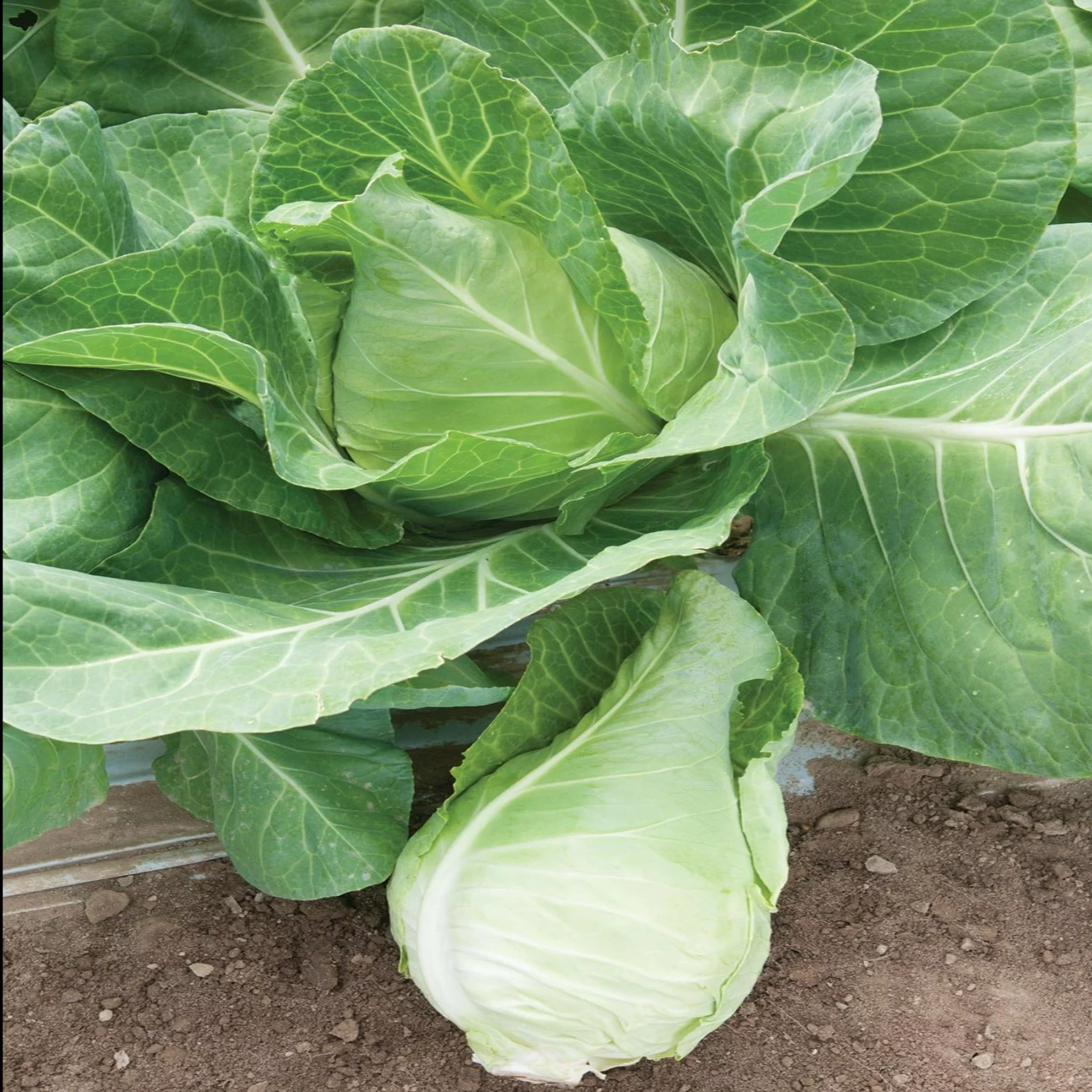 PAPAW'S GARDEN SUPPLY LLC. HELPING THE NEXT GENERATION GROW! Murdoc Pointed Head Cabbage 5 Pack of 25 Seeds Each