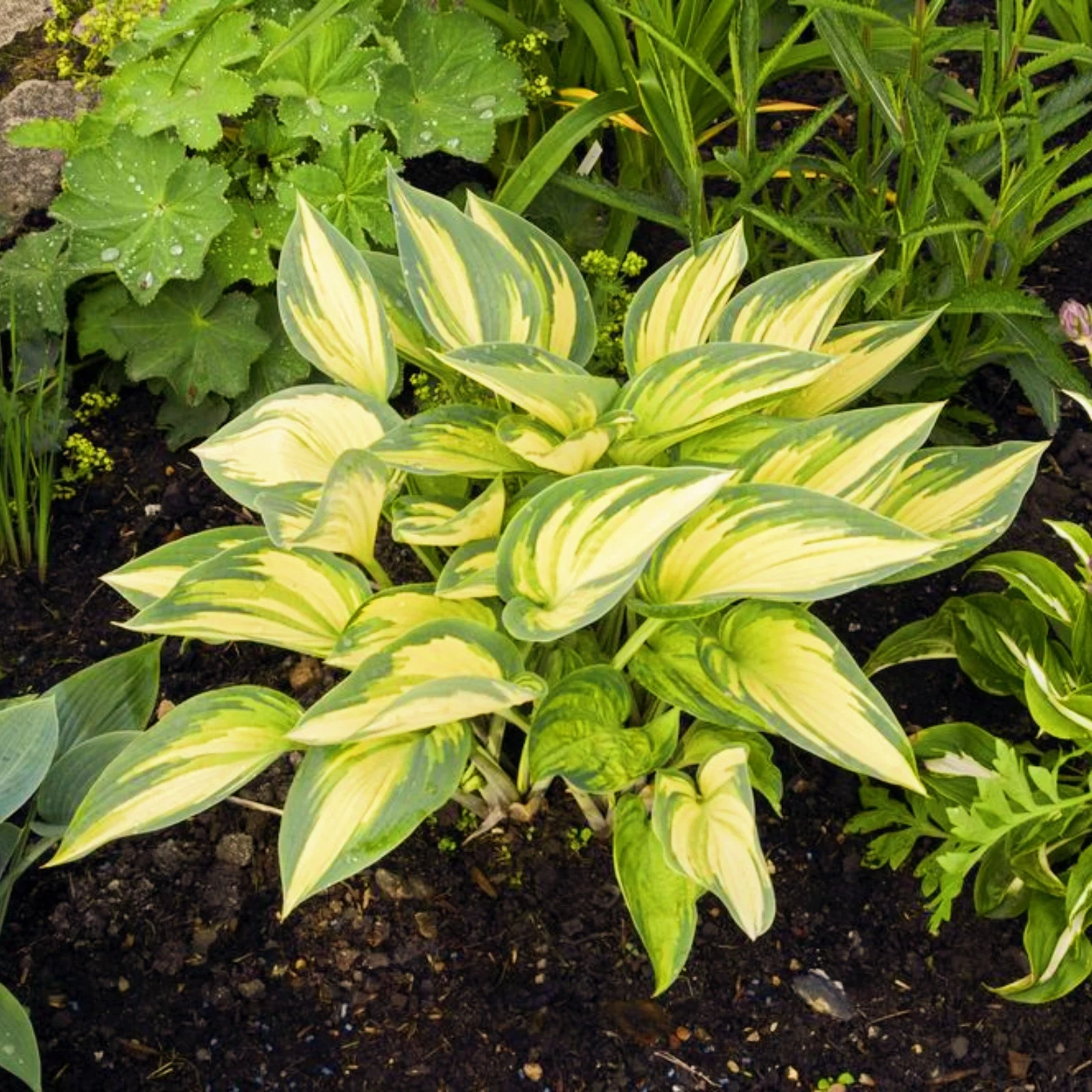 Hostas Plant Hosta Bulbs In Pots  Hosta Plants Bulbs Hosta Plants For Sale Simple Planting