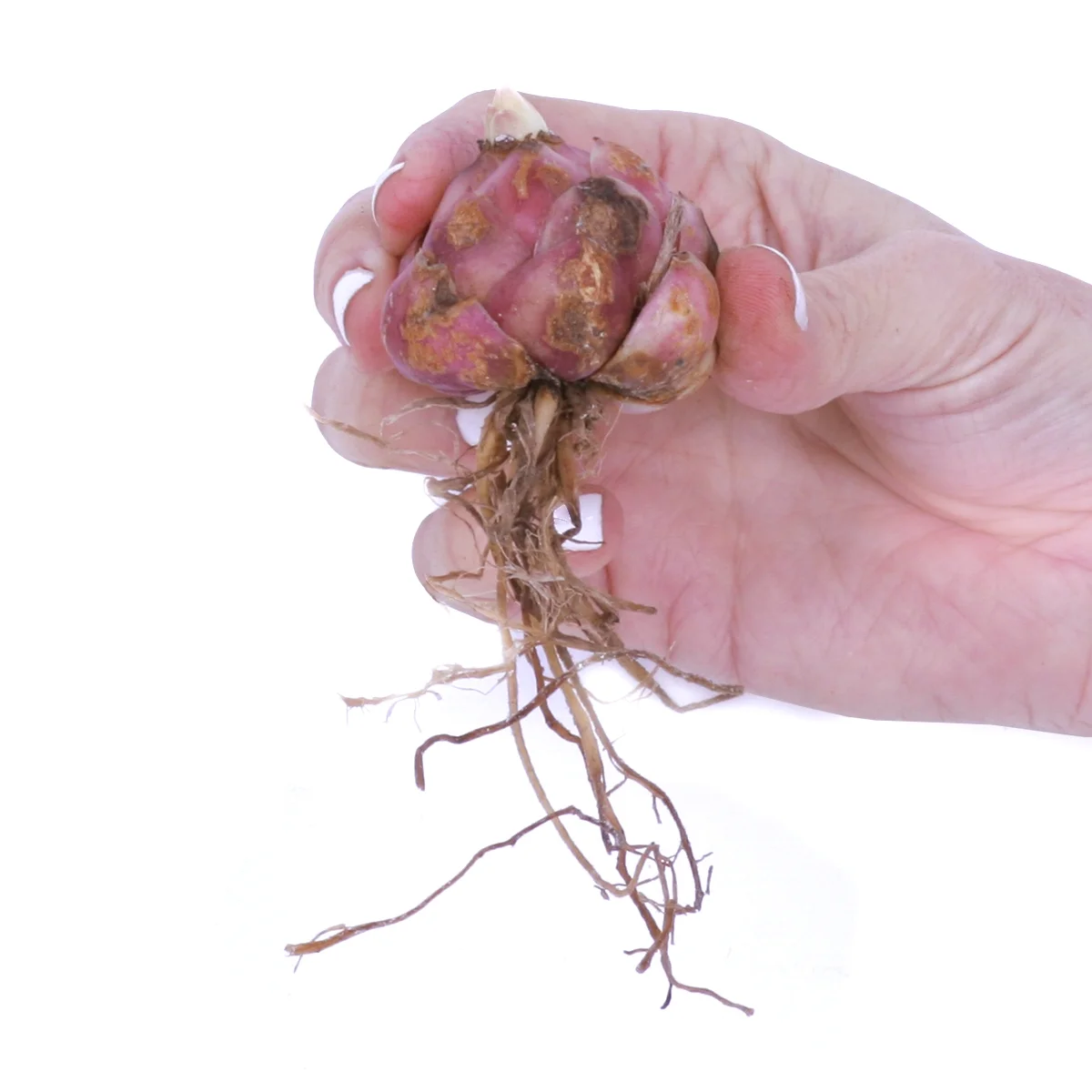 Van Zyverden Patio Golden Romance Lilies with Metal Planter, Nursery Pot, Medium, Gloves and Planting Stock, 7 Bulbs, Yellow, Partial Sun, Perennial, Fragrant, 8lbs