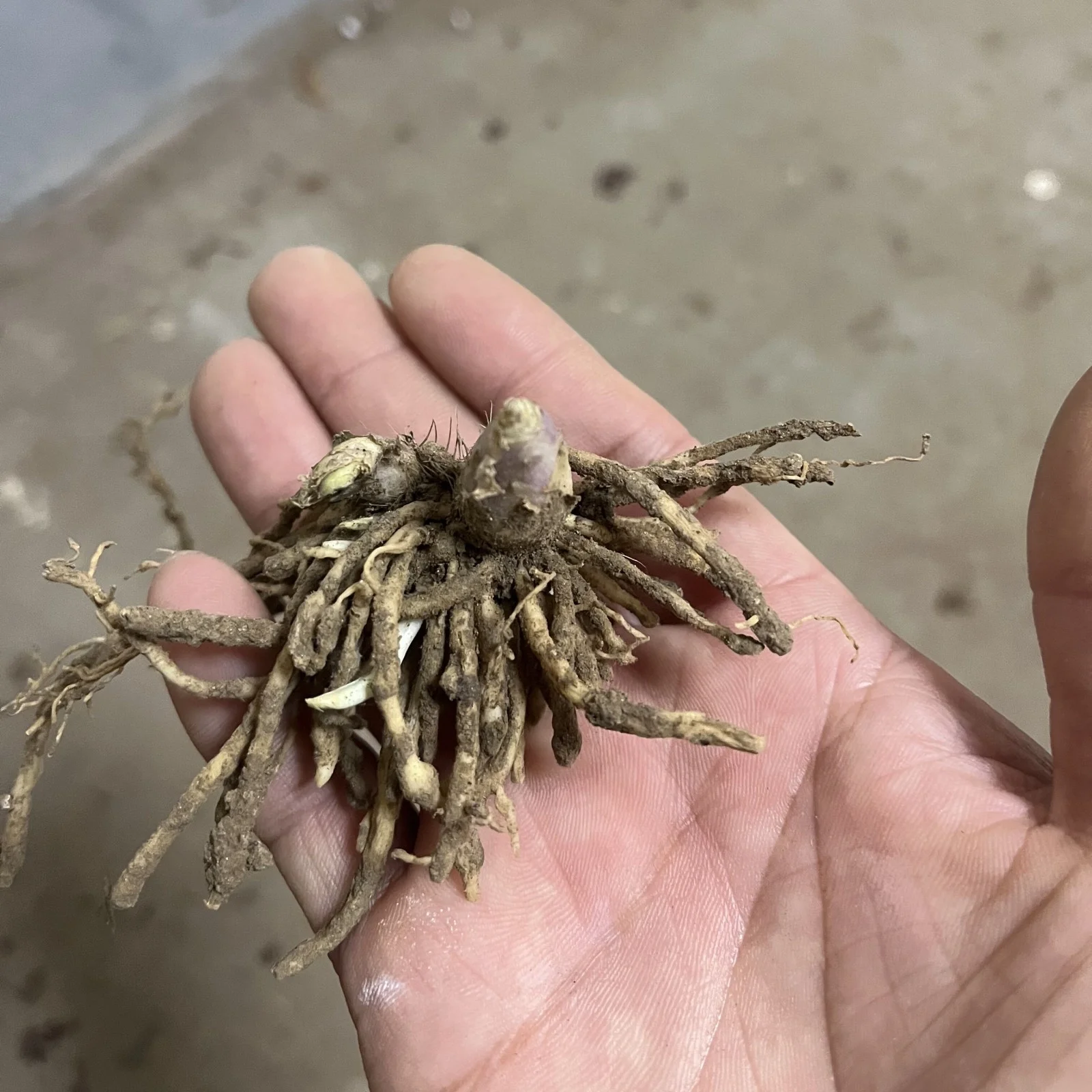 Hosta Bulbs For Planting Perennial,Hosta Plants Bulbs,Beautify Environment,Hosta Plants Outdoor,Hosta Bulbs In Pots,Hosta Plants For Sale.