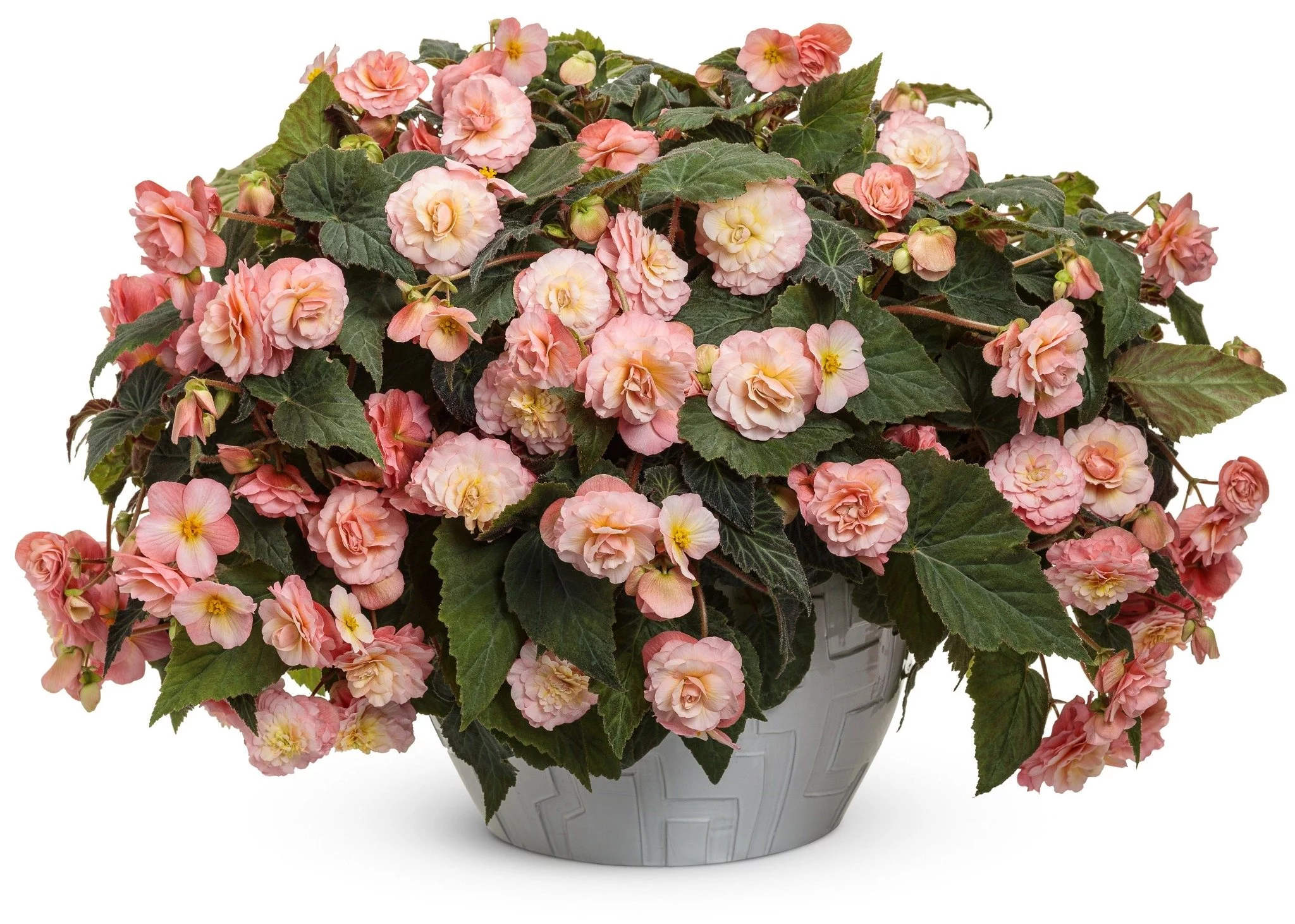 4.25 in. Eco+Grande, Double Delight Blush Rose (Begonia), Live Plant, Pink Flowers (4-Pack)