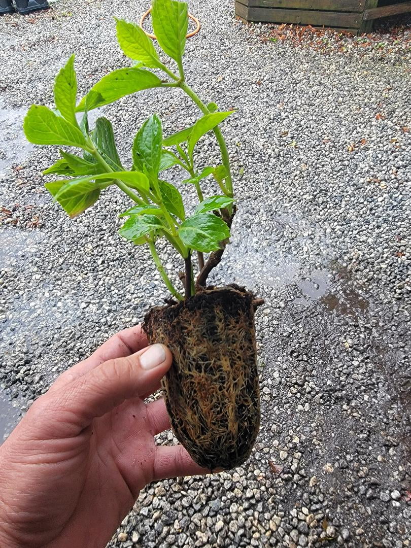 ( 1 ) - L.A. Dreamin'® Hydrangea - Starter Plant ( 7L ) ( 1 live plant )