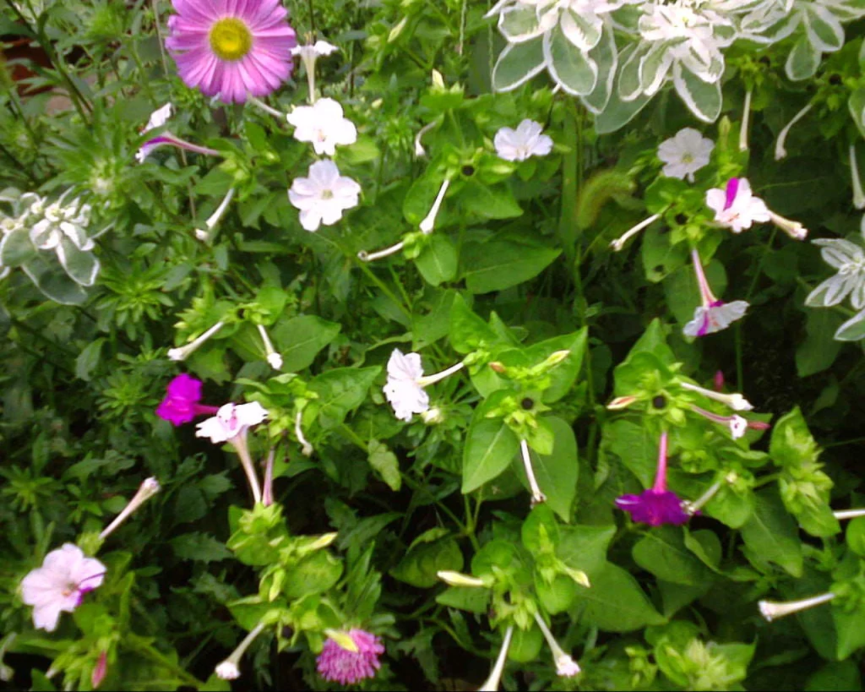 75 MIXED FOUR O CLOCK aka Marvel of Peru Mirabilis Jalapa Flower Seeds