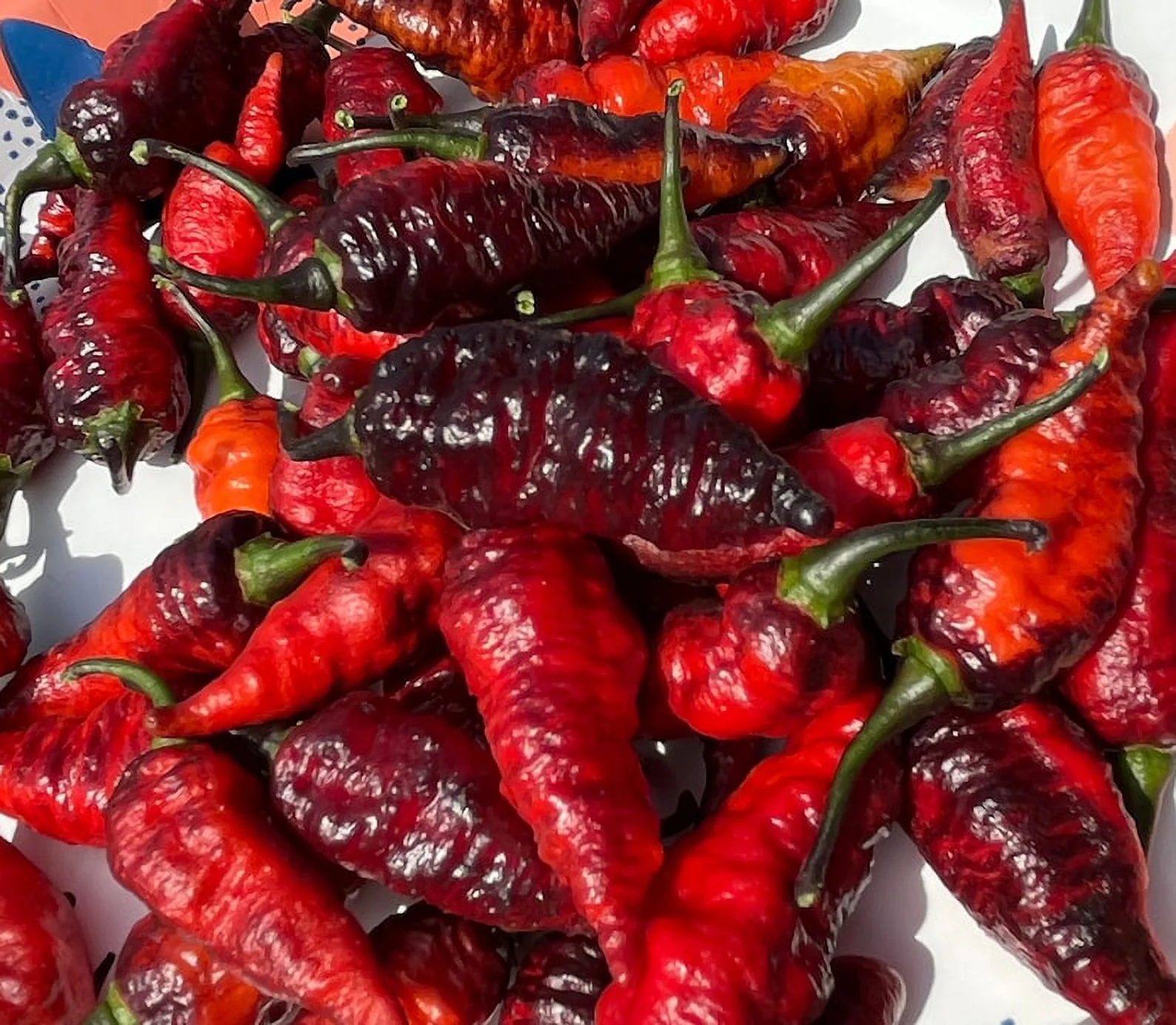 Naga Black Twister Pepper Premium Seed Packet