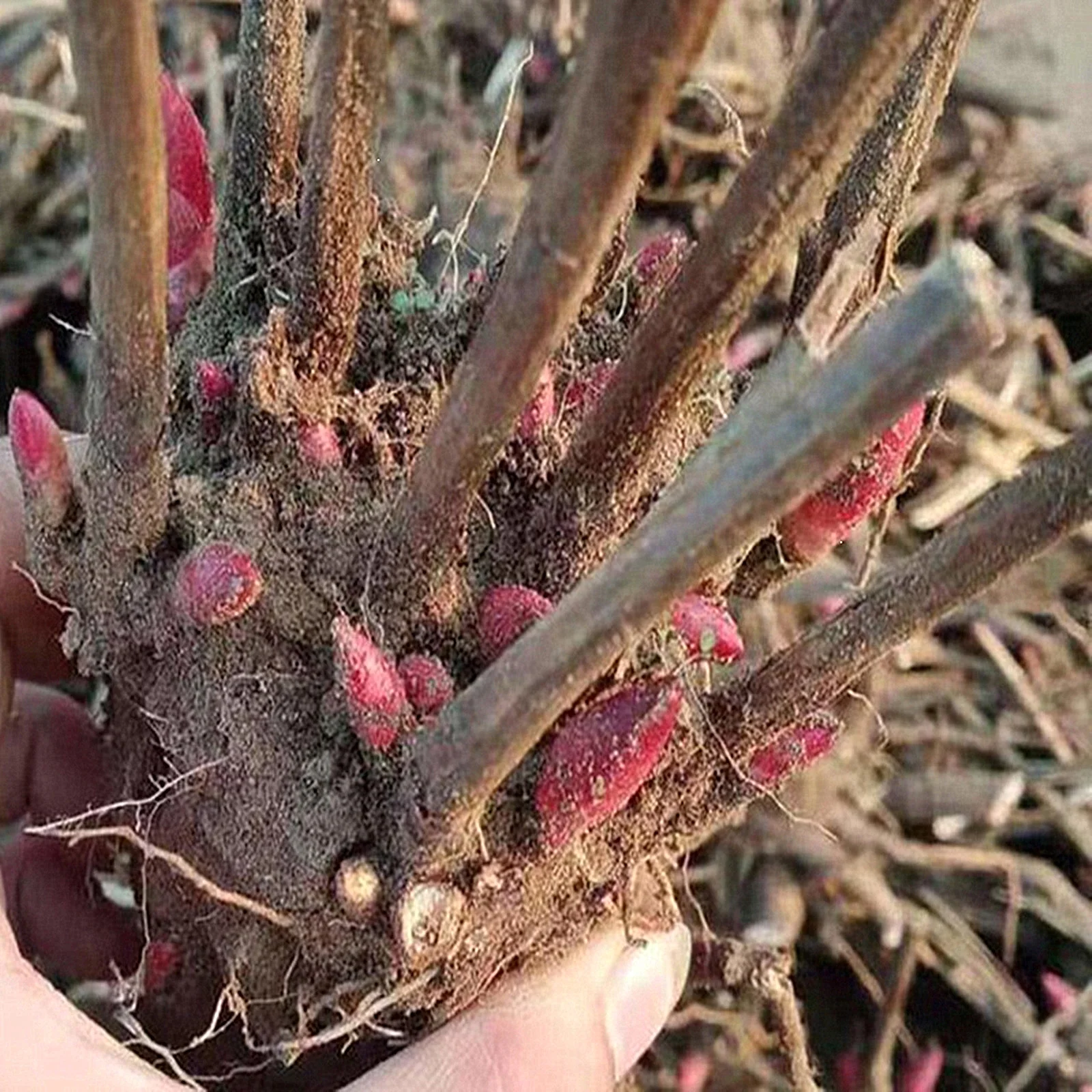 Peony Bulbs, Peony Bulbs, Perennials, Ornamental,Potted Plant,DecorationPeony Plant, Beauty,Four Seasons,Peony Bulbs For Sale