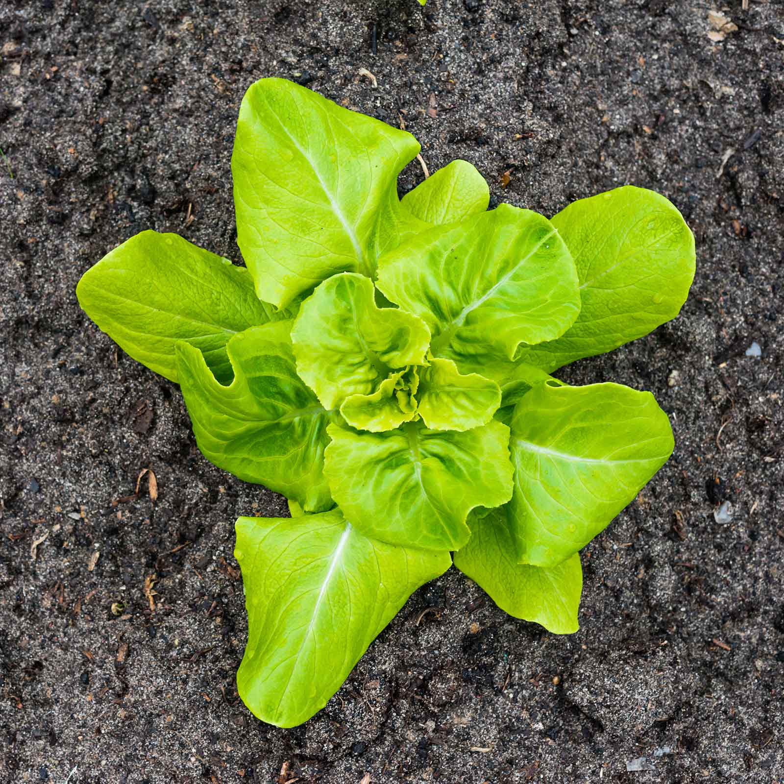 Organic Lettuce Garden Seeds - Buttercrunch - 2.5 Gram Packet - Non-GMO, Heirloom Vegetable Gardening & Microgreens Seeds; AKA Butterhead