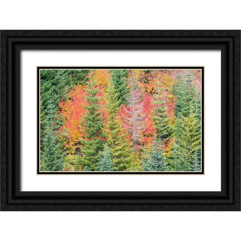 Gulin, Sylvia 32x22 Black Ornate Wood Framed with Double Matting Museum Art Print Titled - Stampede Pass-Washington State-Cascade Mountains with reds of Vine Maple trees