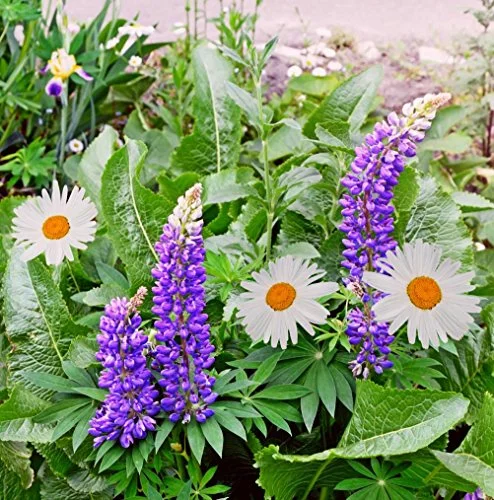Lupin Wildflower 150 Seeds (Lupinus perennis) Heirloom - Non GMO - Open Pollinated