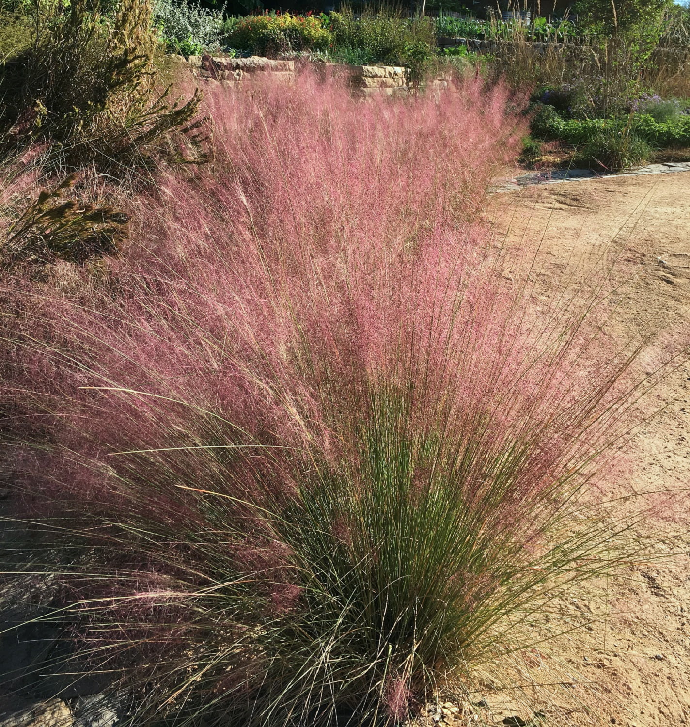 Van Zyverden Ornamental Grass Pink Muhly One 3.25
