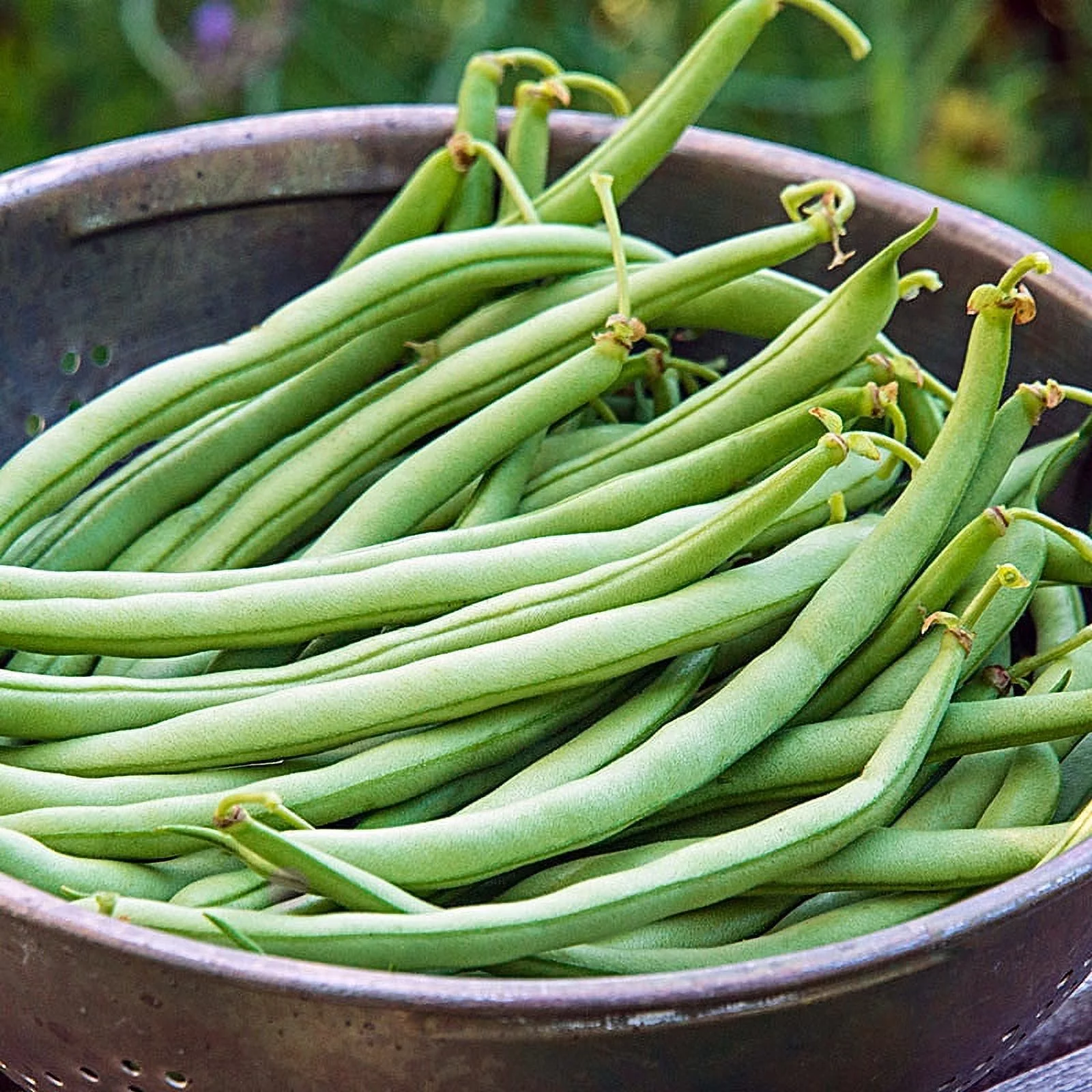 Blue Lake Bush Bean Seeds - 26 grams