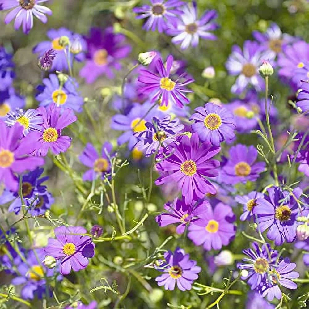 200Pcs Swan River Daisy Seeds for Planting Creeping Hanging Basket Non-GMO&Heirloom Ground Cover for Home Garden Outdoor by YEGAOL Garden