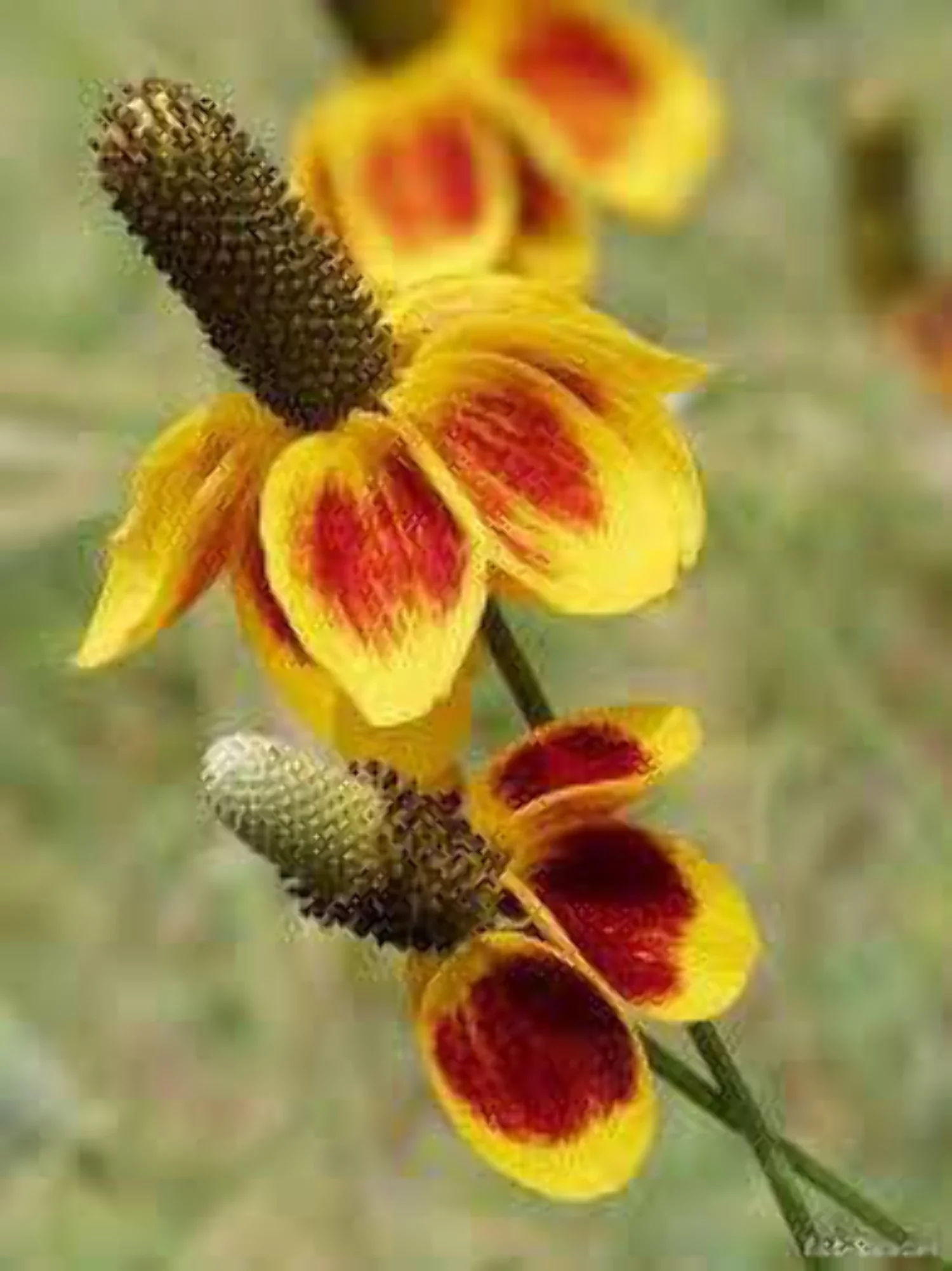 500 MEXICAN HAT Ratibida Columnaris Flower Seeds