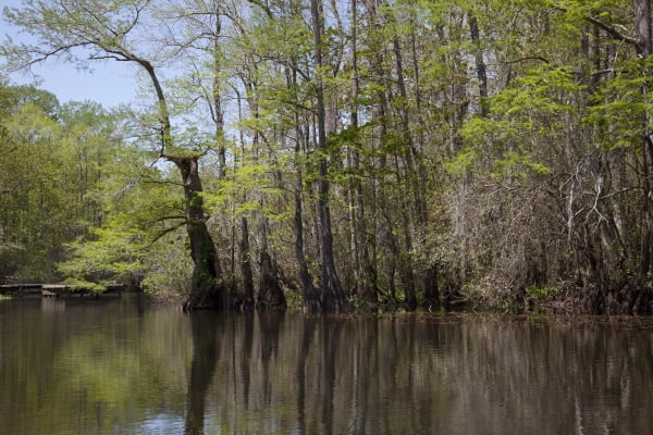 Print: A Canoe Trip Up The Mobile Delta, Which Consists Of Approximately