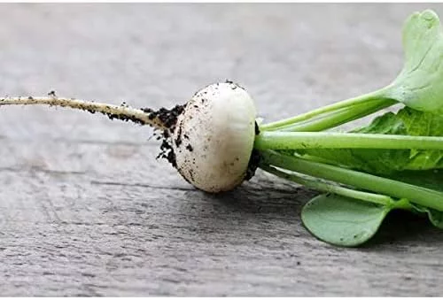 Hailstone Radish Seeds, 250+ Heirloom Seeds, Fantastic Addition to Your Home Garden! Pure White, Firm and Crisp! Non GMO, 90% Germination Rates, Seeds