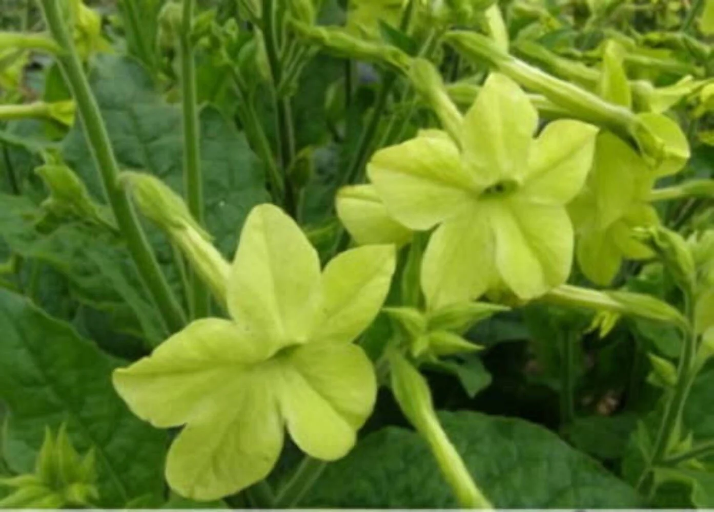 100 LIME GREEN NICOTIANA Alata Flowering Tobacco Seeds