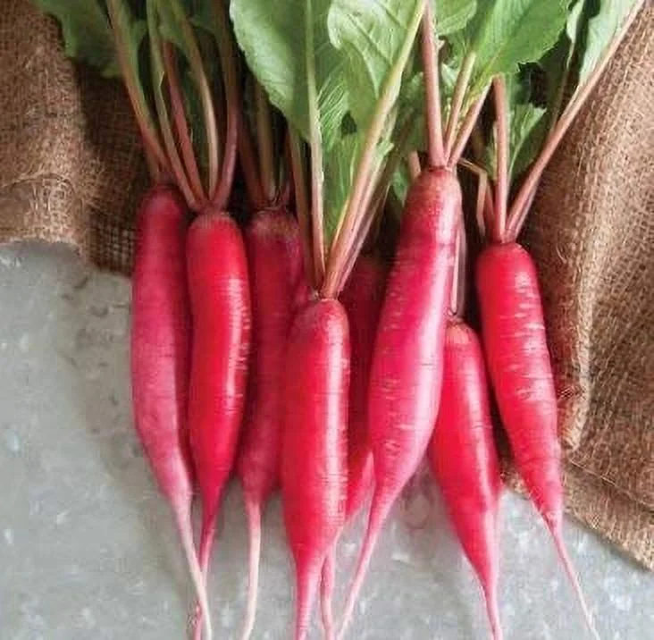 China Rose Pink Radish Seeds, 125 Heirloom Seeds Per Packet, Non Gmo Seeds