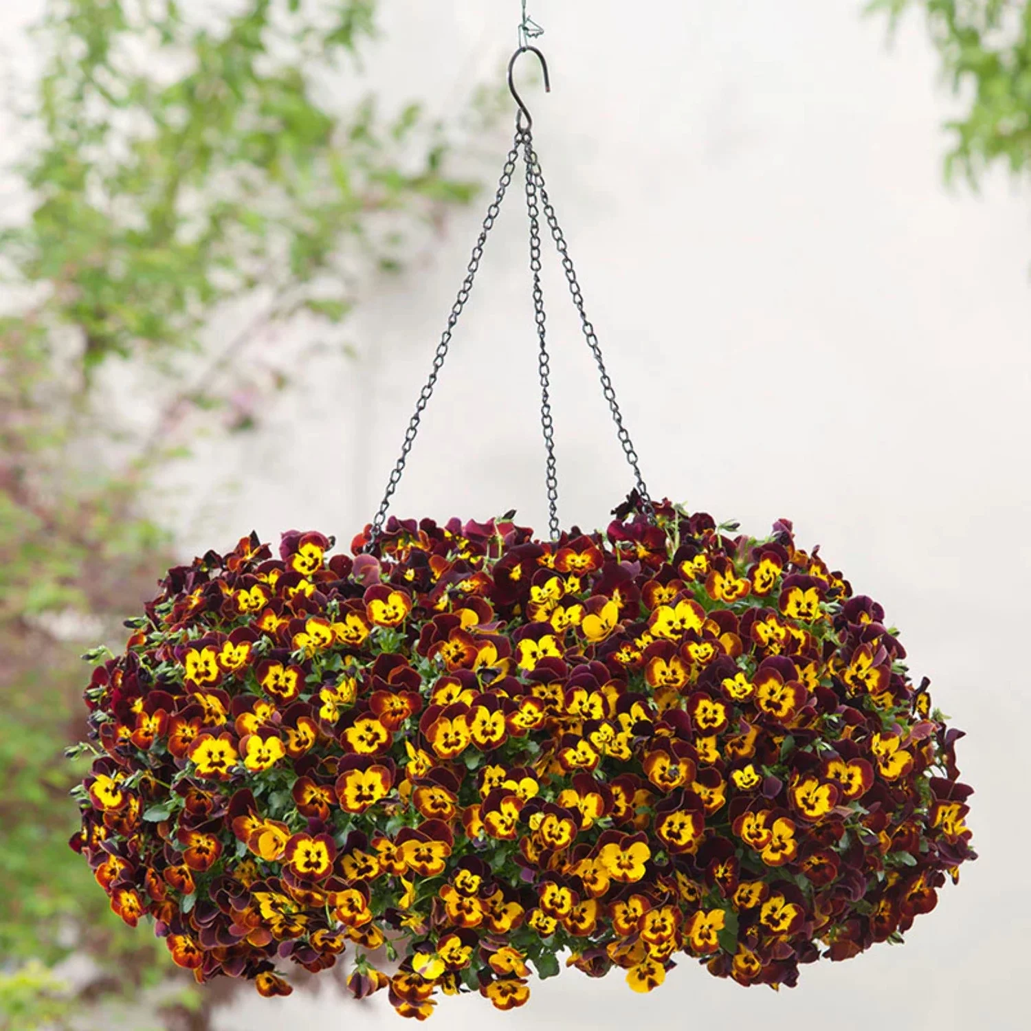Cool Wave® Fire Pansy Seeds- 100 Seed, Great for Hanging Baskets