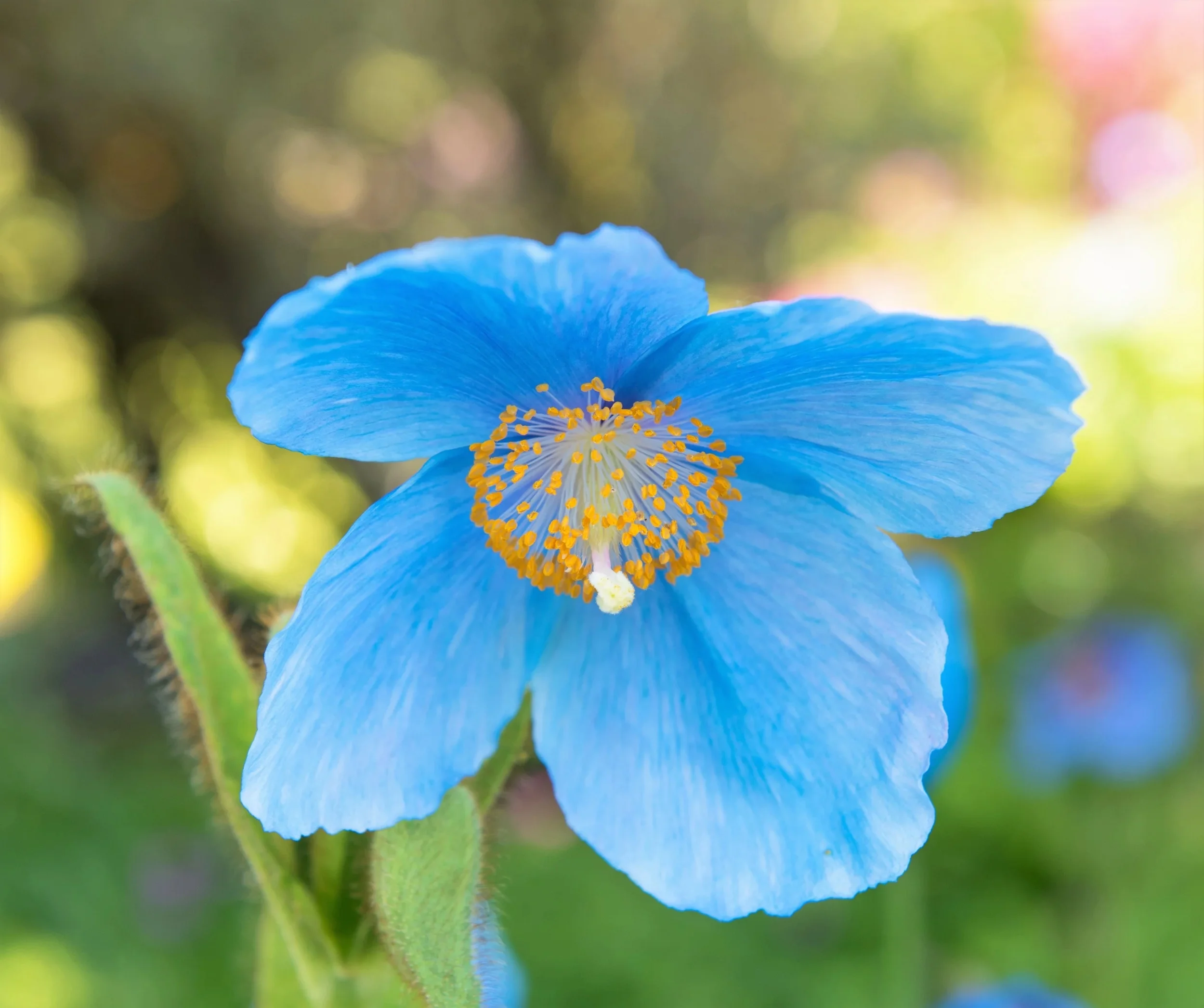 10 BLUE HIMALAYAN POPPY Tibetan Meconopsis Betonicifolia Flower Seeds