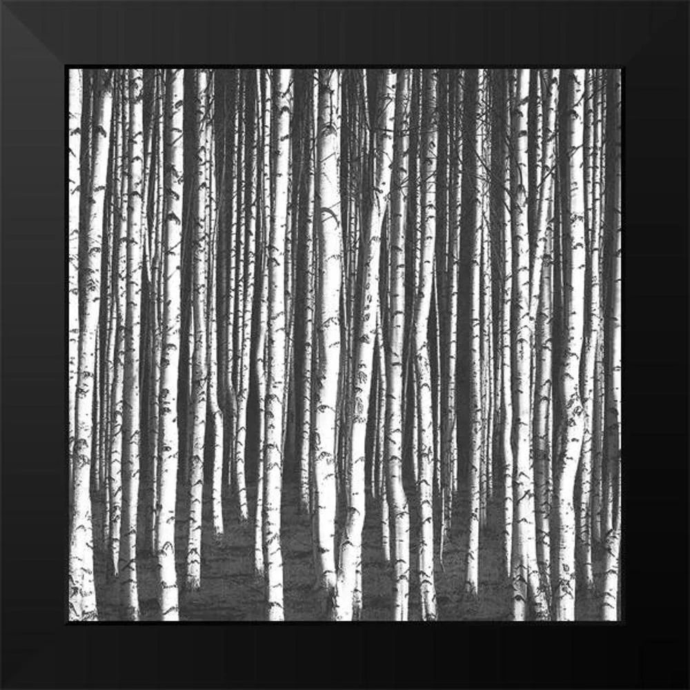 Bailey, Ann 12x12 Black Modern Framed Museum Art Print Titled - White Birches