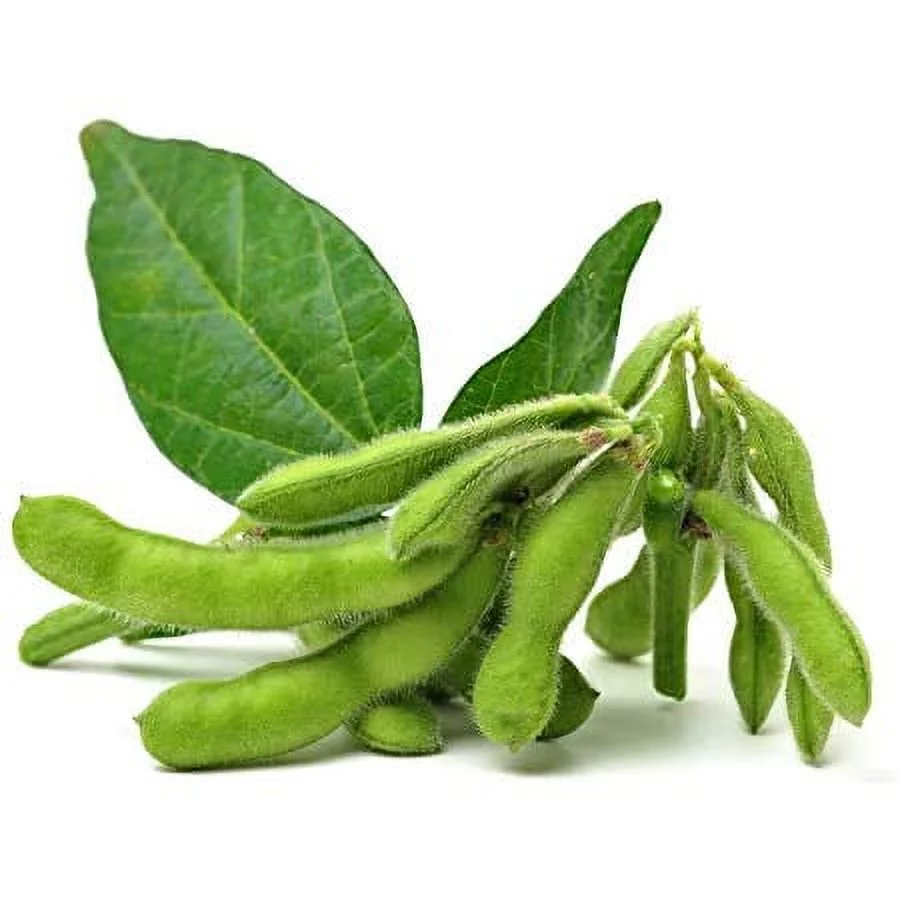Midori Giant Edamame, 25 Heirloom Seeds Per Packet, Non GMO Seeds, Isla's Garden Seeds