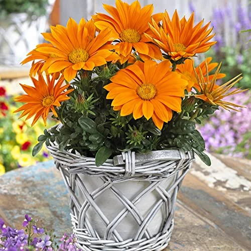 CHUXAY GARDEN ‘Bronze Shades’ Gazania 100 Seeds Orange Asteraceae Flowering Plants Tolerant Heat and Drought Bloom Late Spring Summer Lovely Flowers