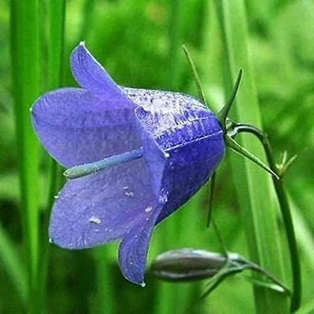 CHUXAY GARDEN 200 Seeds Campanula Carpatica Seed,Tussock Bellflower,Carpathian Harebell Blue Lovely Flowers Low-Growing Perennial Flowering Plant High Germination Rate