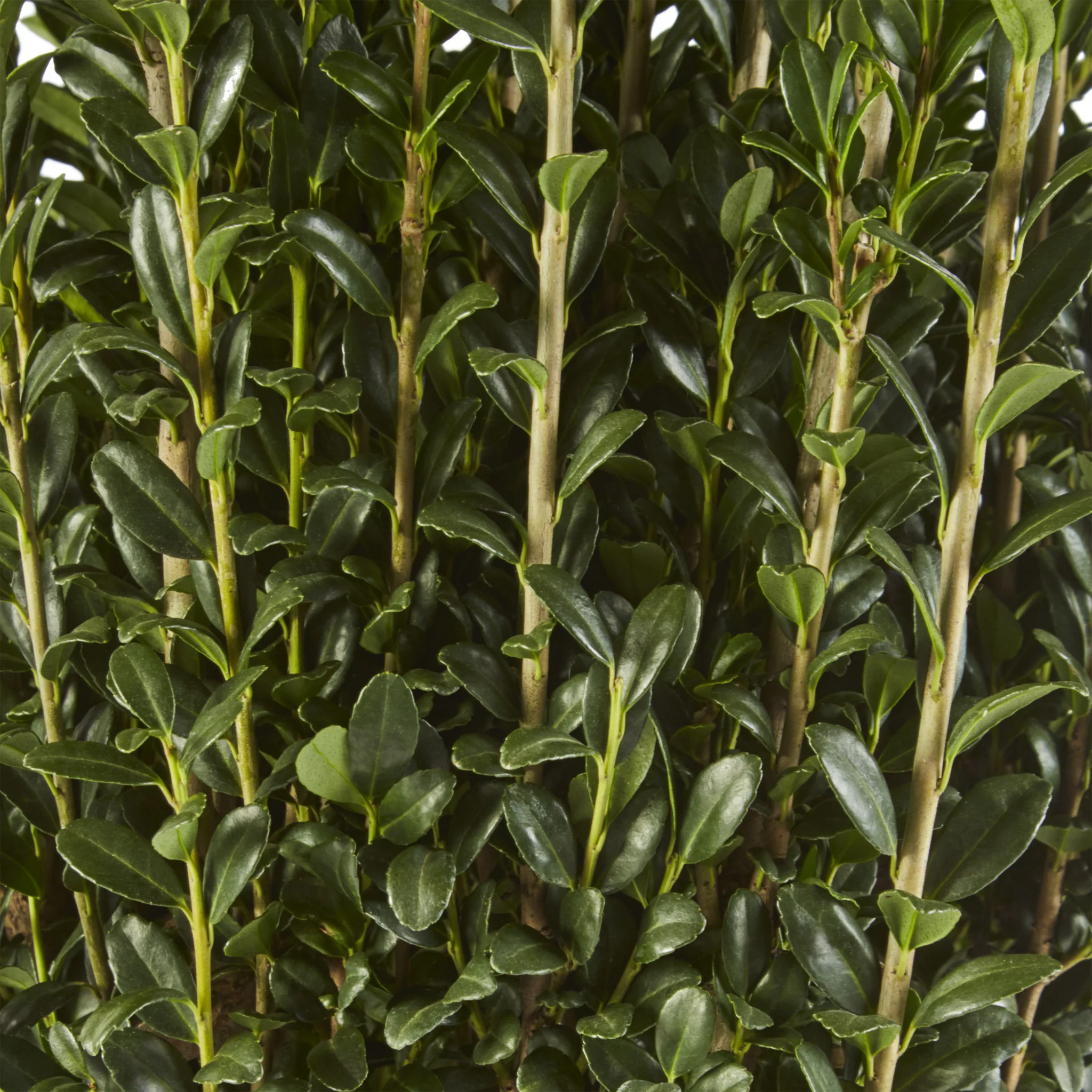 Holly Sky Pencil Live Shrub