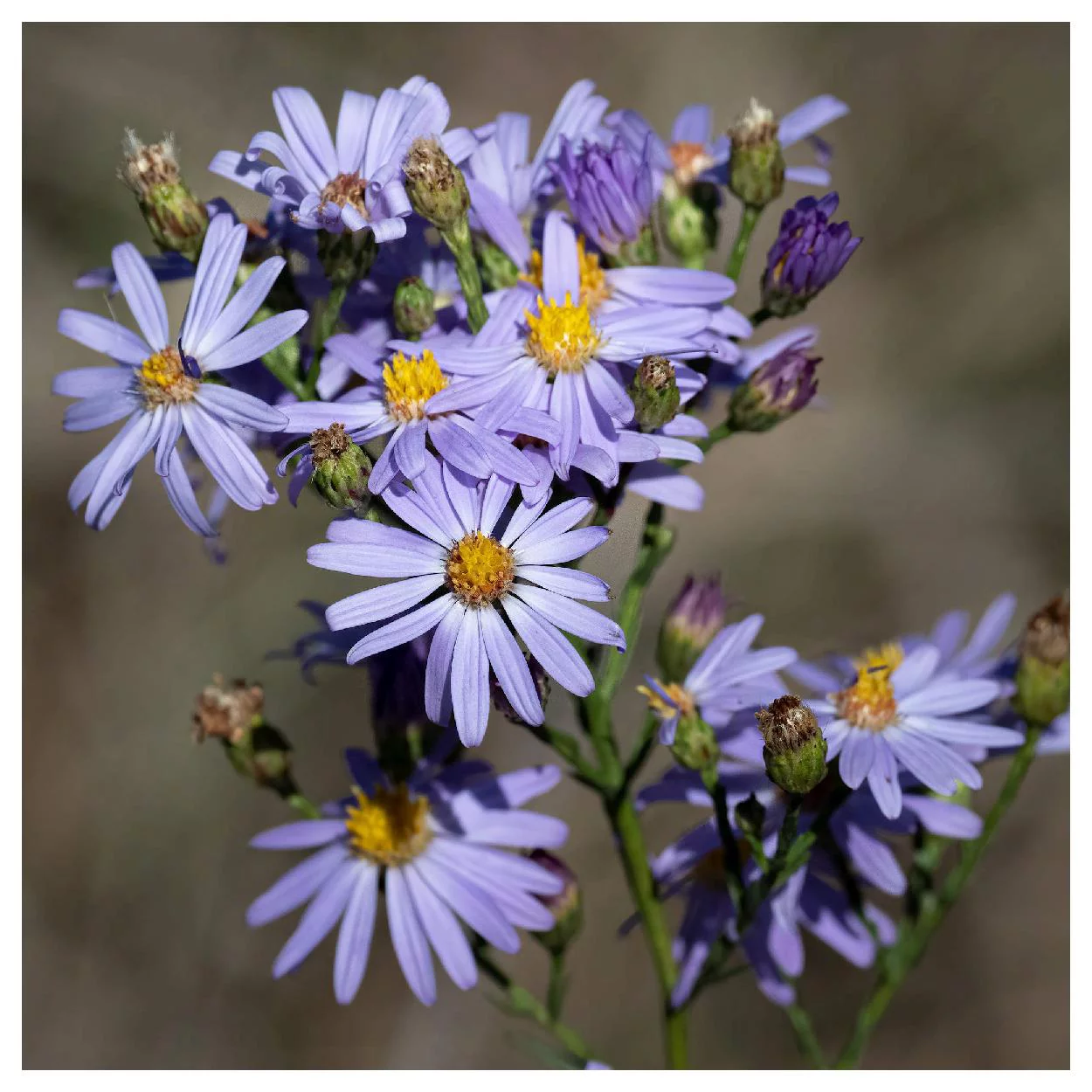 Everwilde Farms - 500 Sky Blue Aster Native Wildflower Seeds - Gold Vault Jumbo Bulk Seed Packet