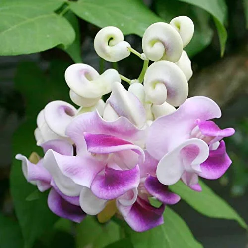 Corkscrew Vine Seeds Snail Vine Fast-Growing Perennial Fragrant Attracts Pollinators GMO Free Outdoor Trellis Fence Arbor 8Pcs by YEGAOL Garden