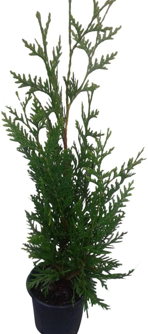Thuja Green Giant Arborvitae Lot of 20, Quart Pot