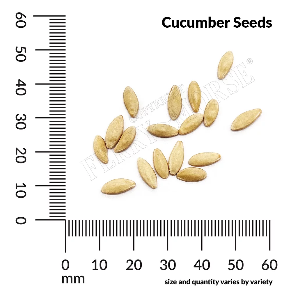 Ferry-Morse 670MG Cucumber Spacemaster Vegetable Plant Seeds Full Sun