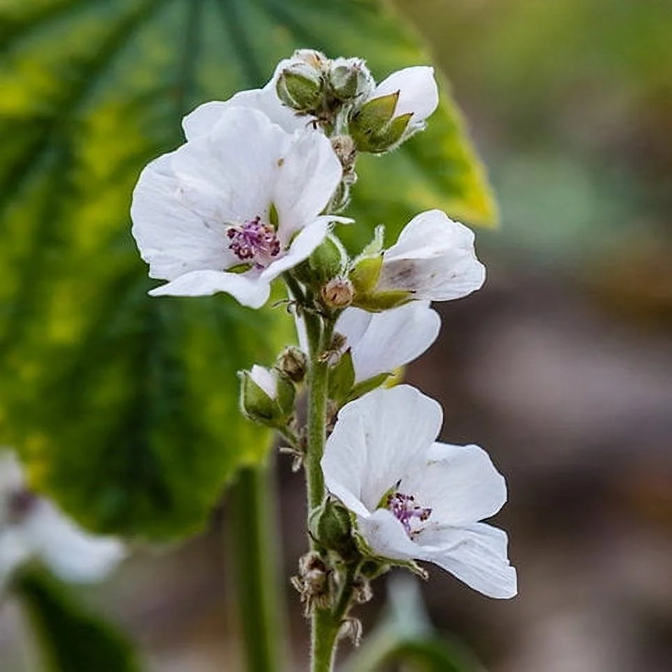 SEEDS = Marshmallow Plant- 20  Seed Pack  - Multi-use Plant - Shrub-Pale Pink to White Blossoms -Althaea Serendipity Seeds