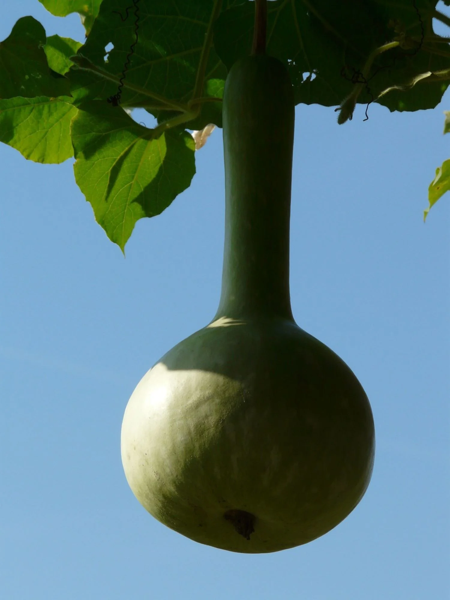 Birdhouse Bottle Gourd Seeds/ Annual/ Full Sun/10 Seeds/ Zellajake Farm and Garden - B110