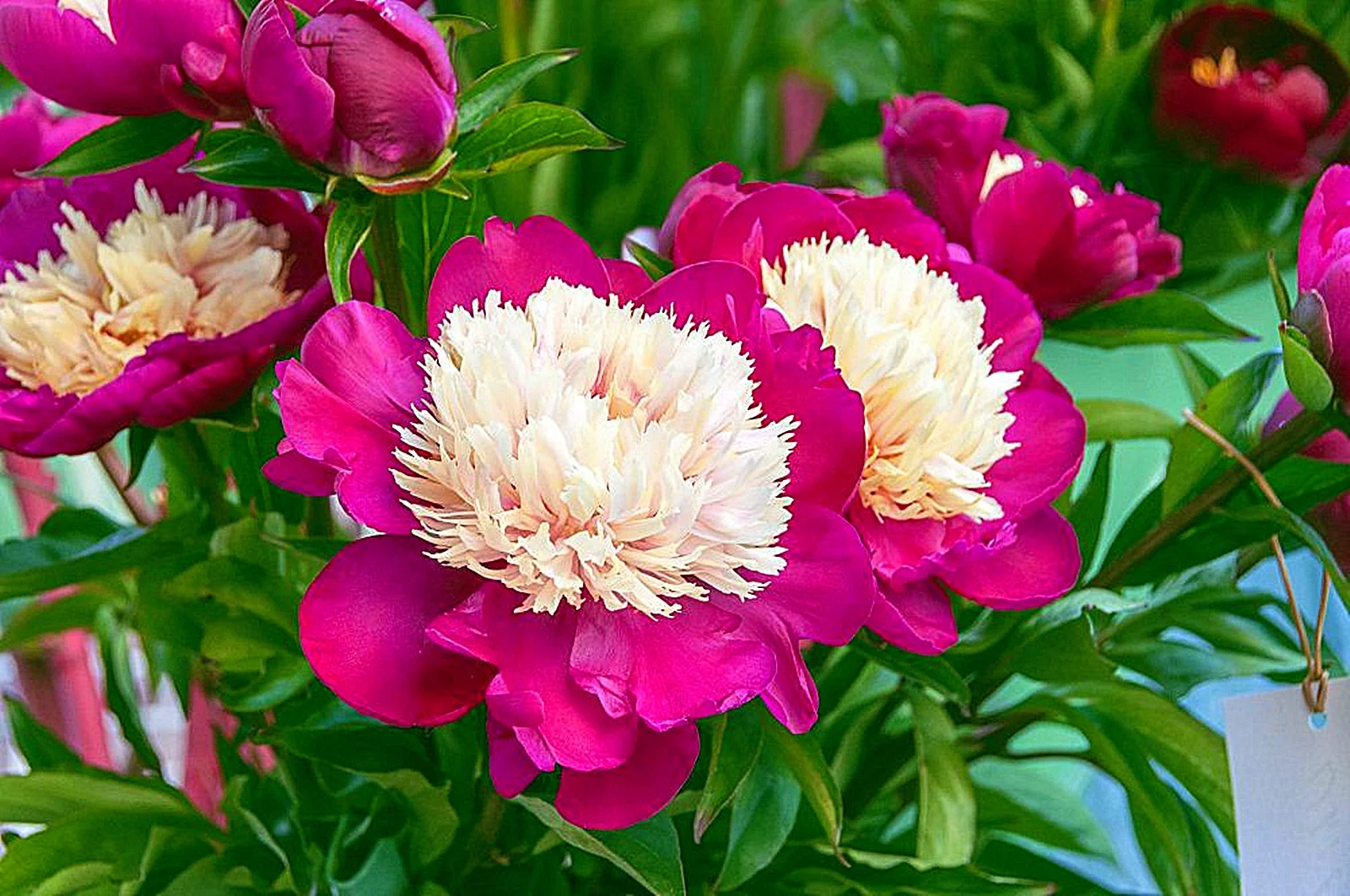 Peony Bulbs, Peony Bulbs, Perennials, Ornamental,DecorationPeony Plant, Potted Plant, Beauty, Four Seasons,Peony Bulbs For Sale