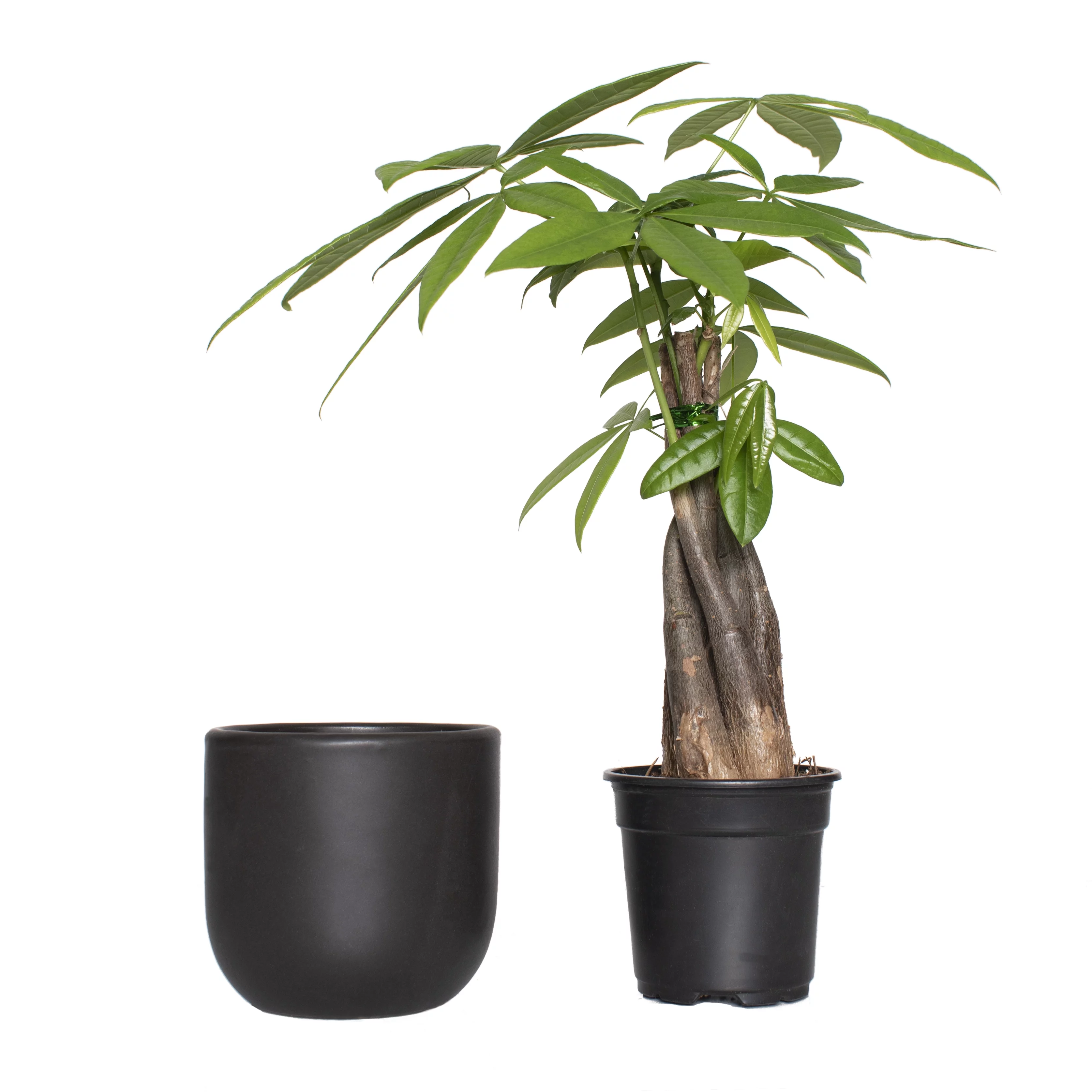 Plant with Purpose 7 in. Semi Matte Black Grant Container - 1 Piece
