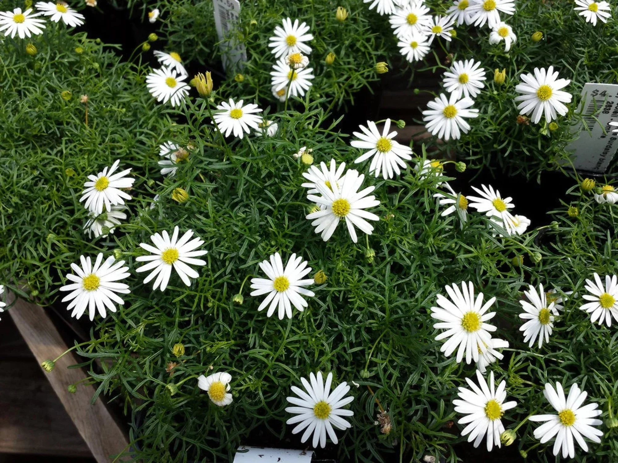 200 White SWAN RIVER DAISY Brachyscome Iberidifolia Flower Seeds
