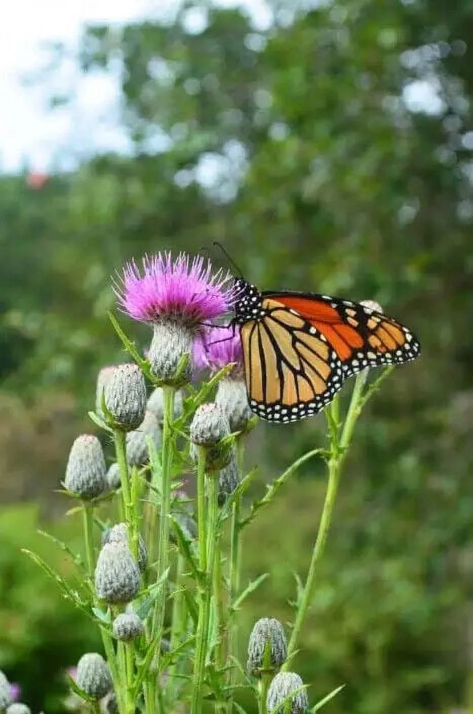 100 Swamp Thistle Native Seeds for Planting Cirsium muticum