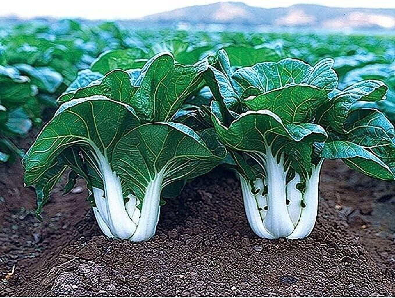 Joi Choi F1 Hybrid Pak Choi Chinese Cabbage Seeds (100 Seeds)