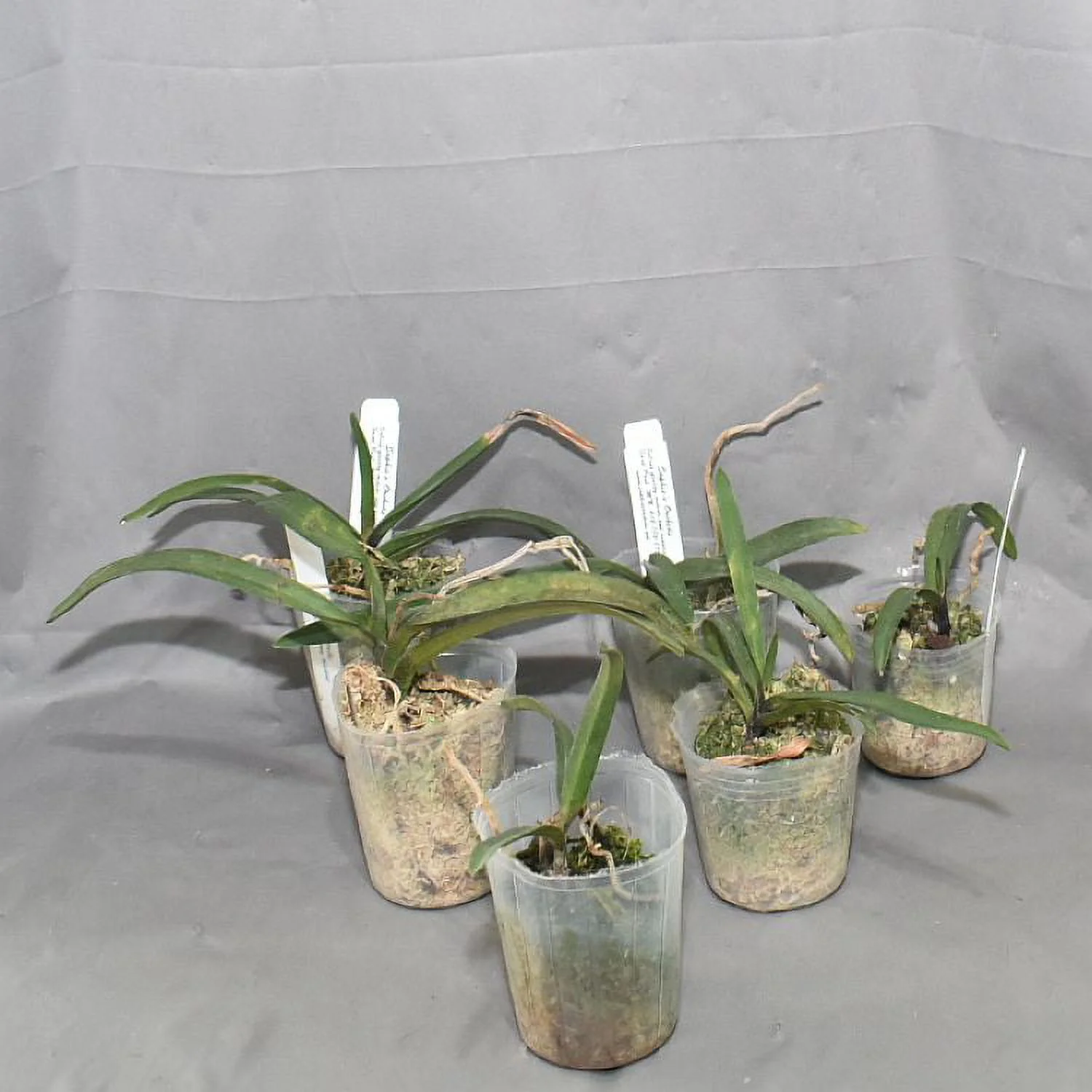 TS421.16 Neostylis Pinky Bare Root A273