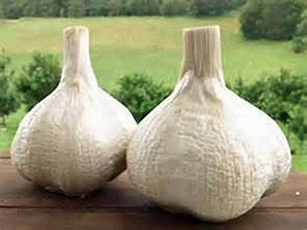 Elephant Garlic, 2 Huge Bulbs! Great for Planting, Eating or Cooking! Non GMO, Organic. Milder Tasting Garlic