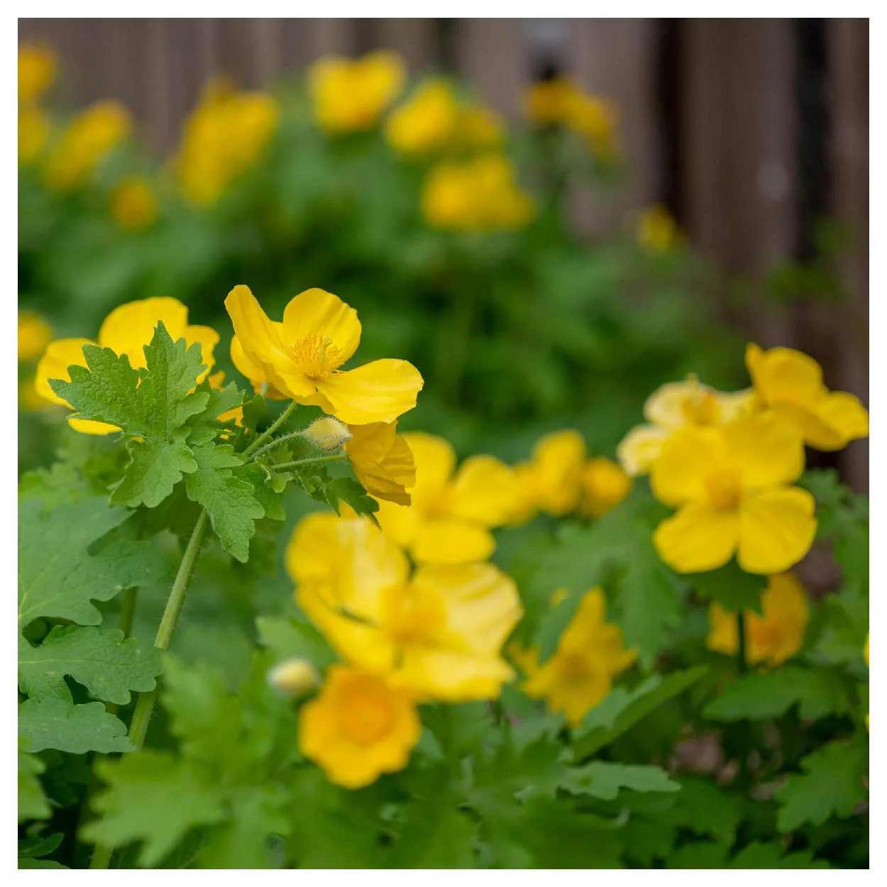 Everwilde Farms - 15 Celandine Poppy Native Wildflower Seeds - Gold Vault Jumbo Bulk Seed Packet