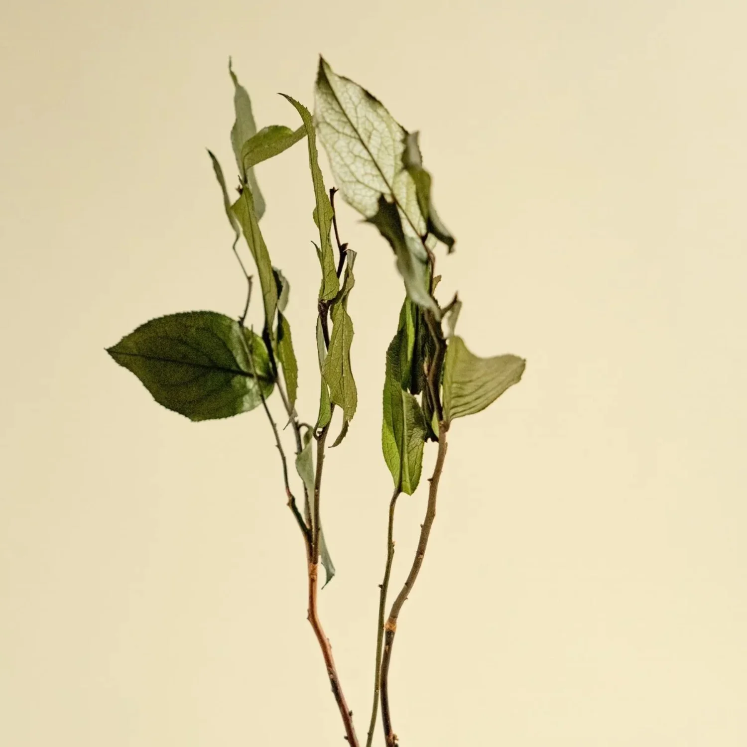 Raw Sola Wood Flowers - Centerpiece/Vase/Pot/Bouquet Fillers - -Salal Green (Preserved)