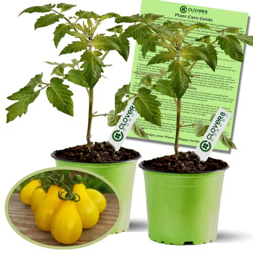 Clovers Yellow Pear Tomato Plants – Two (2) Live Plants – Non-GMO - Not Seeds - Each 4