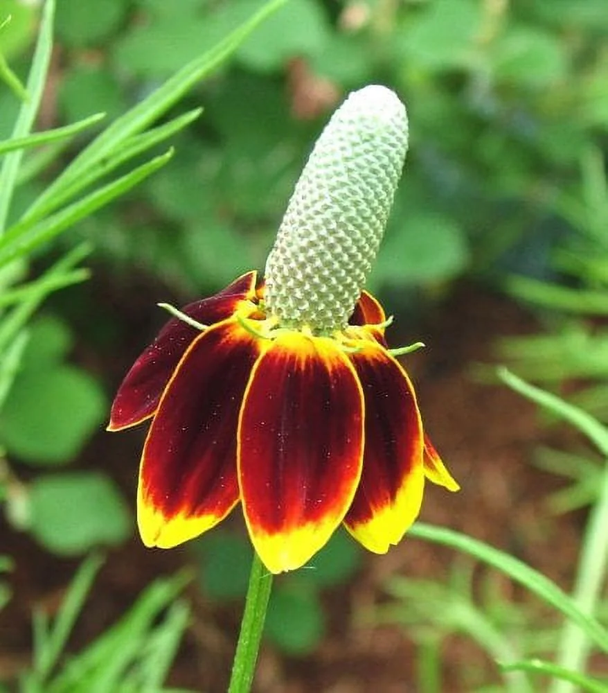 Mexican Hat Nice Garden Flower BULK 1 Lb Seeds