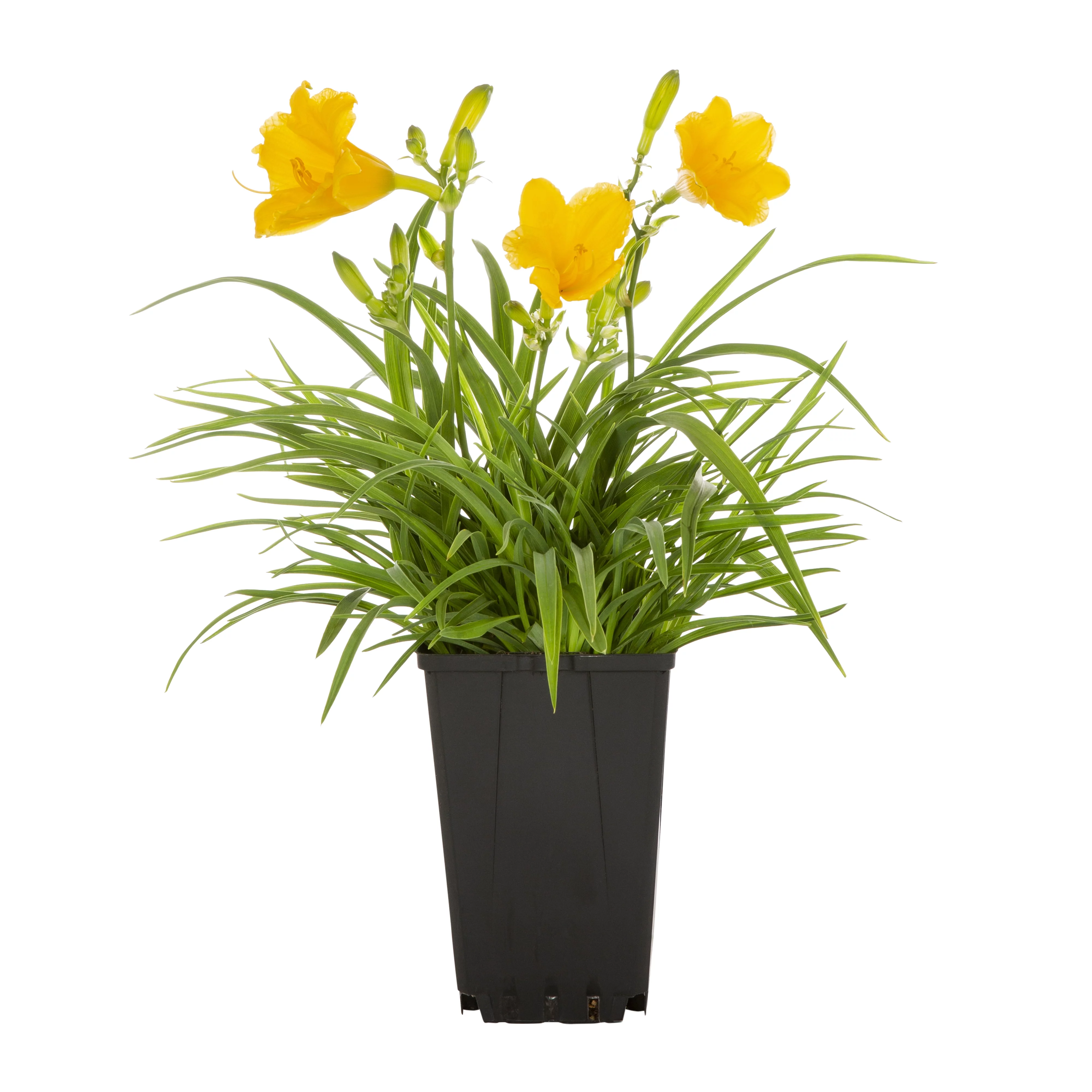 Expert Gardener QT Yellow Daylily Live Plant Grower Pot Sun