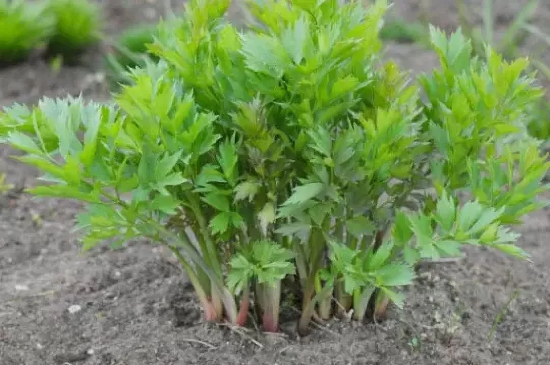 50 Perennial Lovage herb seeds zones 3-8