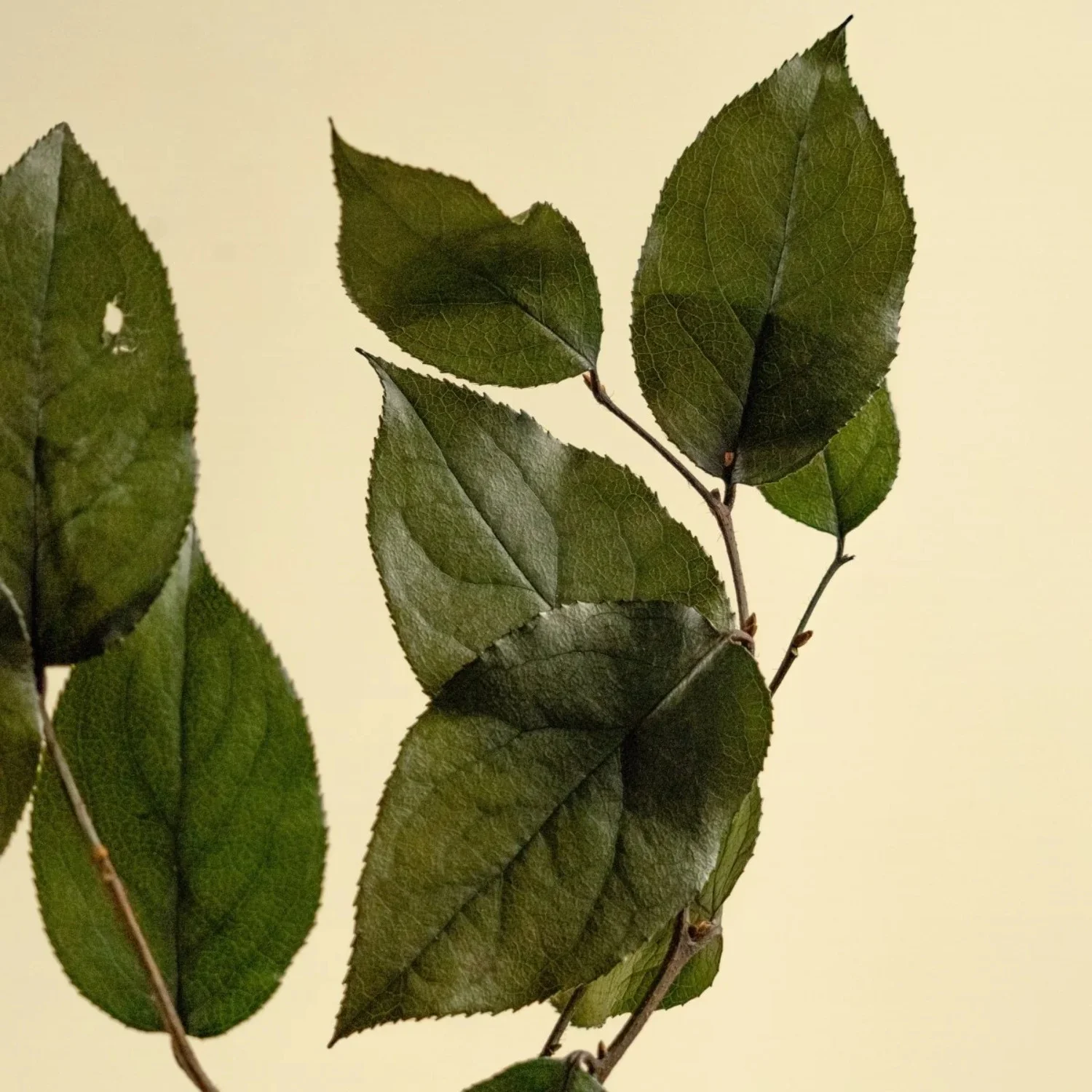 Raw Sola Wood Flowers - Centerpiece/Vase/Pot/Bouquet Fillers - -Salal Green (Preserved)